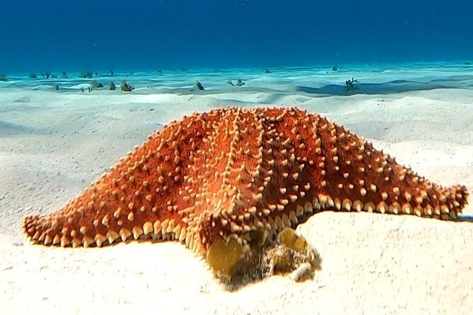 The Cozumel Turtle Sanctuary Snorkel Tour - El Cielo Starfish Sanctuary, White Sands, and Bright Red Color