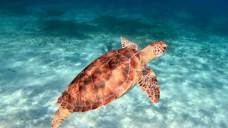 The Cozumel Turtle Sanctuary Snorkel Tour - Reef rules: why they ban sunscreen and touching wildlife