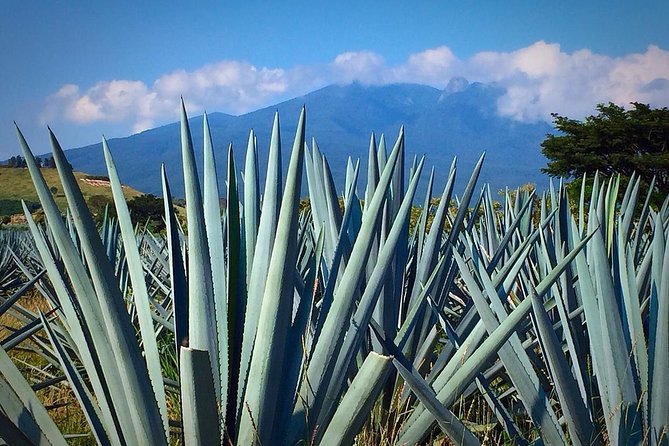 The Fire TOUR - Pyramids, Volcanoes, Agaves & Tequila - Destileria La Alborada, from cooked agave to your tasting glass