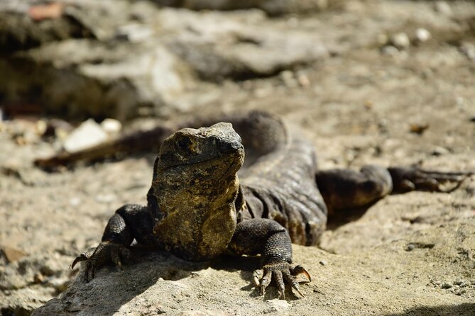 Tulum Ruins, Turtles in Akumal and Cenote tour - Price and Value: Is $129 Worth It Here?