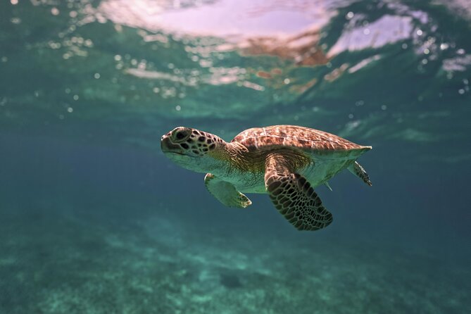 Tulum Ruins, Turtles in Akumal and Cenote tour - Akumal Turtle Snorkeling: Calm Watching, Then Busy Water