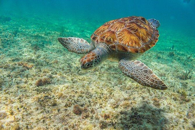 Tulum, Snorkeling with Sea Turtles, Cenote and Beachside Lunch - Cenote el Sueño: Underground Swimming Without Your Phone