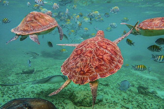 Tulum, Snorkeling with Sea Turtles, Cenote and Beachside Lunch - Tulum Ruins on a Schedule: Tickets, Water Rules, and Phone-Free Flow