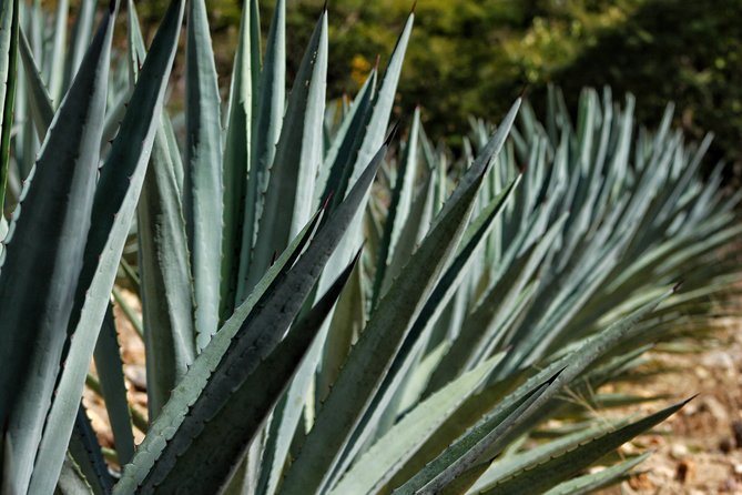 Ultimate Hierve el Agua Hike + Mezcal - A second nature stop in another valley: quieter water and local pace