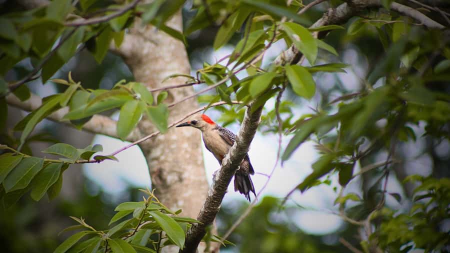 Valladolid: Chichen Itza + 2 Cenotes with Shared Transportation - What to pack for a hot day swim, and how to avoid common hiccups
