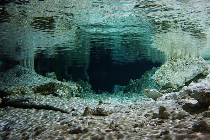 VIP Cenotes Private Tour - Wildlife You Might Actually See (Not Just Theoretical)
