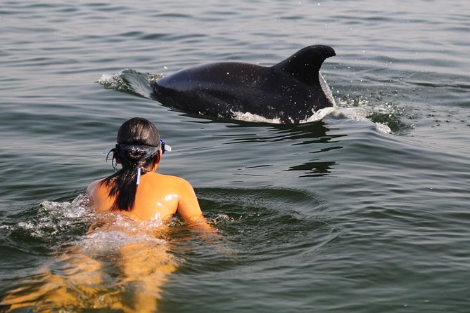 Watch and Swim with Dolphins in the Wild - Key things that make this tour tick