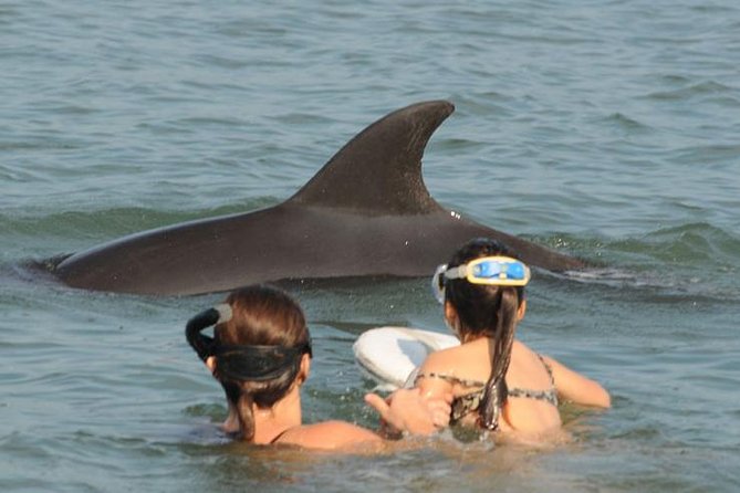 Watch and Swim with Dolphins in the Wild - Puerto Vallarta wild dolphins, found with sound, not luck