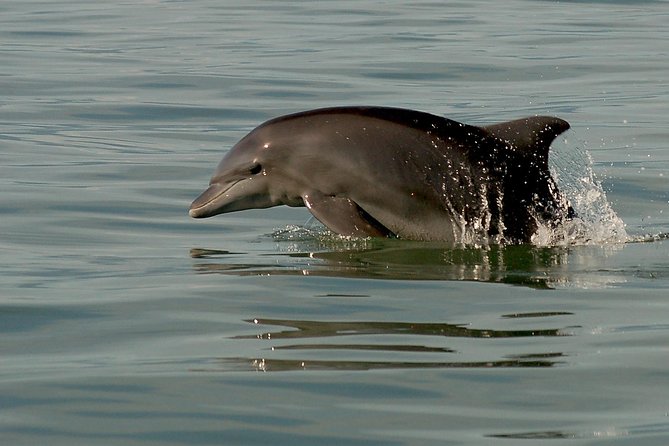 Watch and Swim with Dolphins in the Wild - The boat ride out: scenic, but expect motion