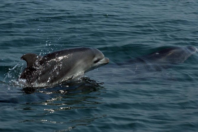 Watch and Swim with Dolphins in the Wild - Swimming with dolphins: how it works and what to expect