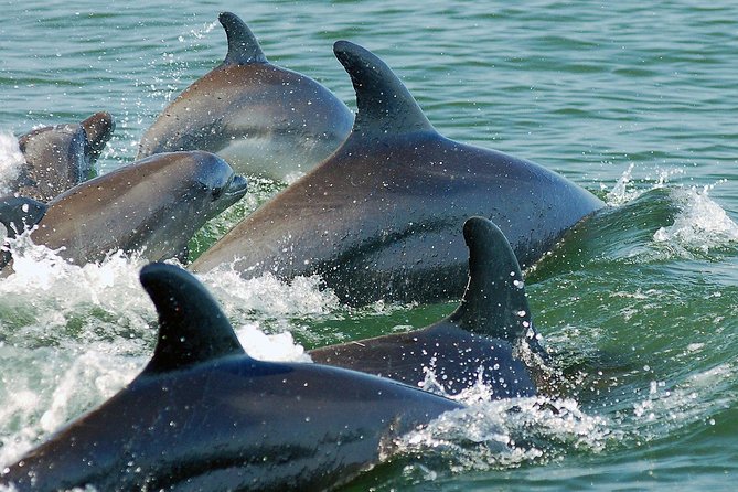 Watch and Swim with Dolphins in the Wild - The hydrophone search: why it feels different from a casual dolphin cruise