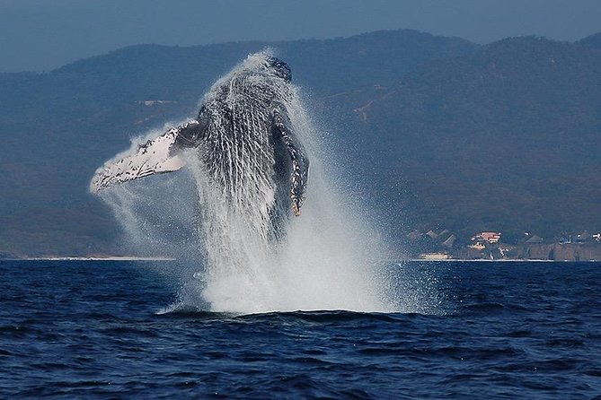 Whale and Dolphin Watching with a Biologist in Puerto Vallarta - Key moments that make this whale and dolphin tour worth your time
