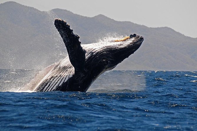 Whale and Dolphin Watching with a Biologist in Puerto Vallarta - Marina Vallarta humpback season, and why this tour feels more than “just spotting”