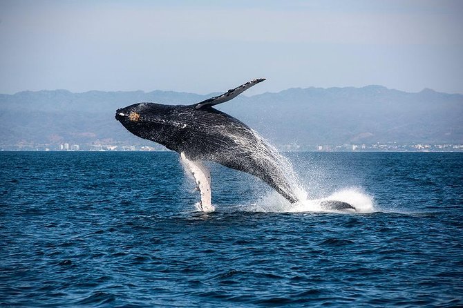 Whale and Dolphin Watching with a Biologist in Puerto Vallarta - How the learning starts before the boat even leaves Marina Vallarta