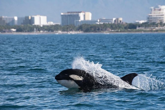 Whale and Dolphin Watching with a Biologist in Puerto Vallarta - Up close does not mean careless: how the guide shapes what you do and see