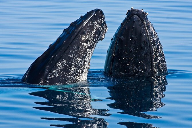 Whale & Dolphin Watching Cruise in Puerto Vallarta All Inclusive - Key Points You Will Care About