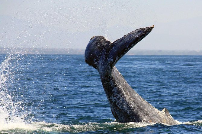 Whale & Dolphin Watching Cruise in Puerto Vallarta All Inclusive - Where It Starts, and Why Timing Really Matters in Puerto Vallarta