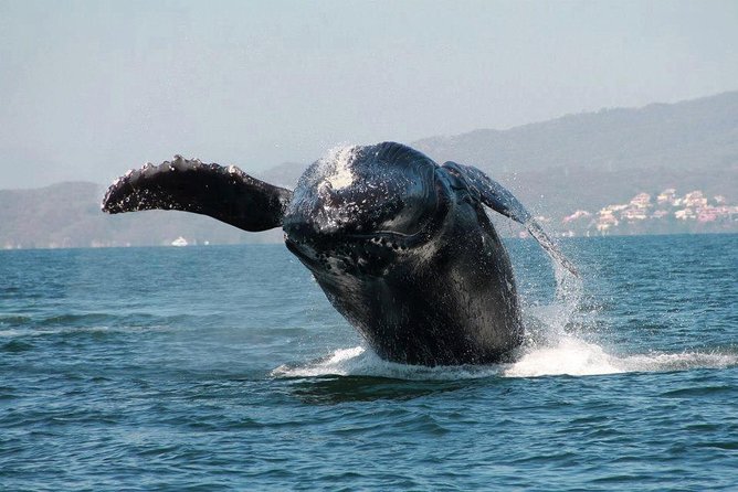 Whale & Dolphin Watching Cruise in Puerto Vallarta All Inclusive - Marine Biologist and Hydrophone: The Bonus Layer Beyond Photos