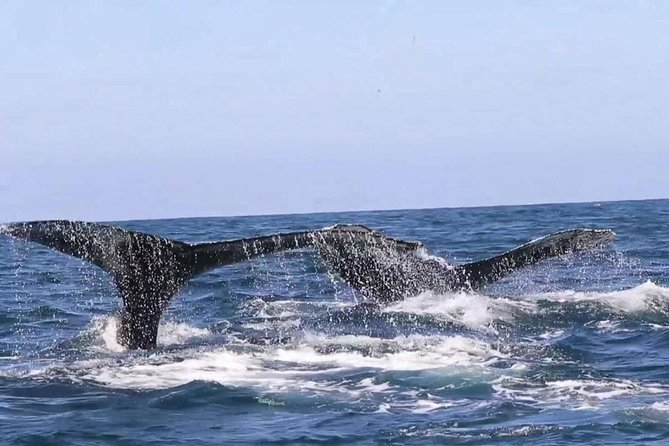 Whale & Dolphin Watching Cruise in Puerto Vallarta All Inclusive - Boat Comfort and Sea Conditions: Seats, Motion, and Crowd Reality