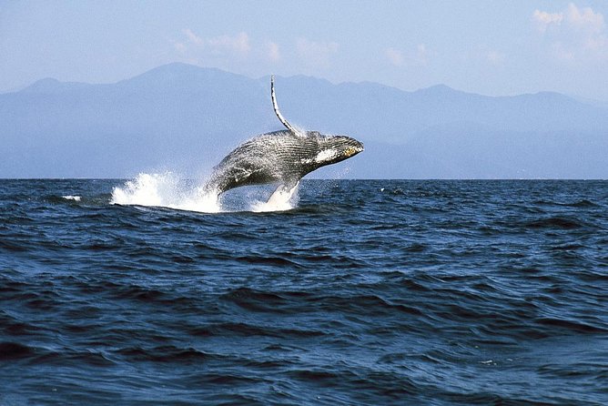 Whale & Dolphin Watching Cruise in Puerto Vallarta All Inclusive - Meeting Spot Details: Find the Right Line and Avoid Port-Tax Surprise
