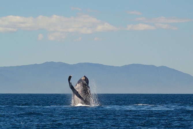 Whale & Dolphin Watching Cruise in Puerto Vallarta All Inclusive - Value for Money: Is $78.48 a Good Deal?