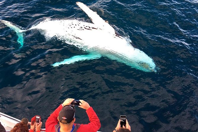 Whale & Dolphin Watching Cruise in Puerto Vallarta All Inclusive - The All-Inclusive Boat Part: Breakfast, Bar, and Lunch That Actually Holds Up