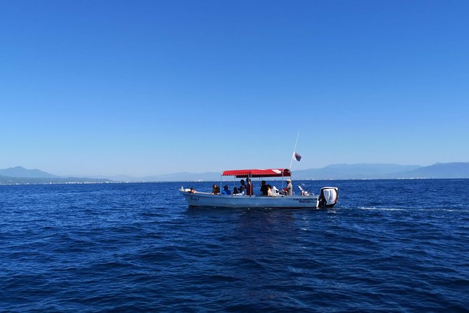 Whale Encounter Puerto Vallarta - The behavior you came for: males, moms, calves, and singing