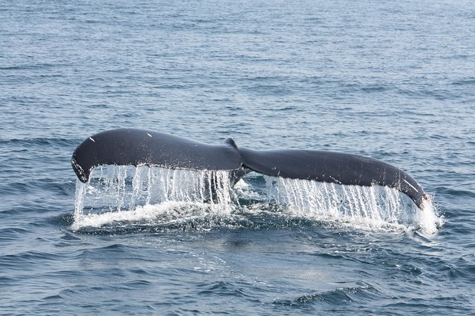 Whale Encounter Puerto Vallarta - How the itinerary plays out in real life, without the fluff