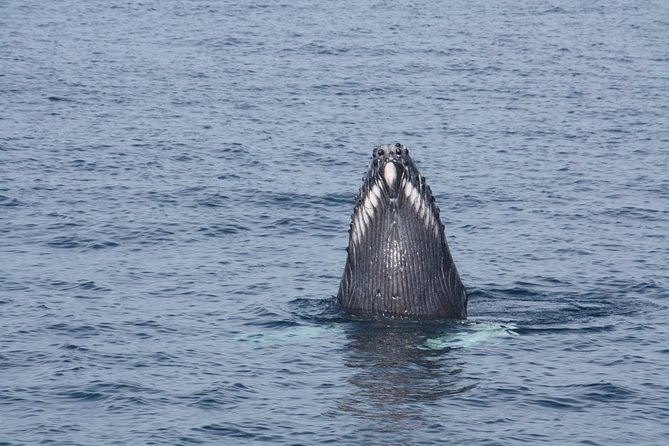 Whale Encounter Puerto Vallarta - Price and value: why $99 can be a fair deal