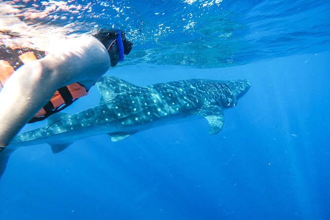 Whale Shark Adventure in Isla Mujeres and Cancun - Key Things That Make This Tour Worth Your Attention