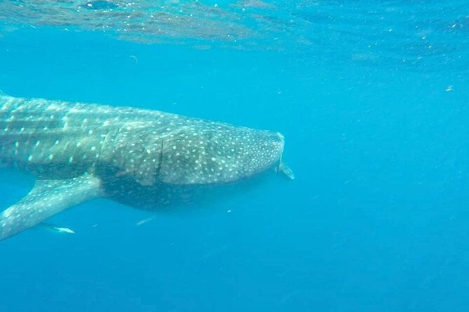 Whale Shark Adventure in Isla Mujeres and Cancun - Small-Group Boat Travel, Real Comfort, Real Ocean Conditions