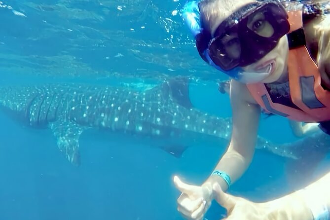 Whale Shark Adventure in Isla Mujeres and Cancun - How the Whale Shark Encounter Works: Two Turns, Certified Guidance