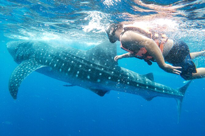 Whale Shark Adventure in Isla Mujeres and Cancun - Searching for Sharks vs. Time in the Water: How to Balance Expectations