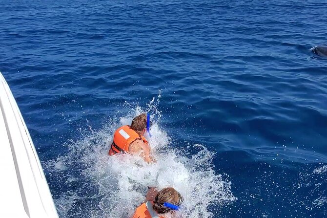 Whale Shark Adventure in Isla Mujeres and Cancun - What Else You Might See: Dolphins, Manta Rays, Flying Fish, More