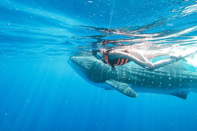 Whale Shark Adventure in Isla Mujeres and Cancun - Snorkeling Gear, Sunscreen Rules, and What to Wear