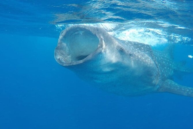 Whale Shark Adventure in Isla Mujeres and Cancun - Whale Shark Snorkeling Off Isla Mujeres: Why This Is a Big Deal