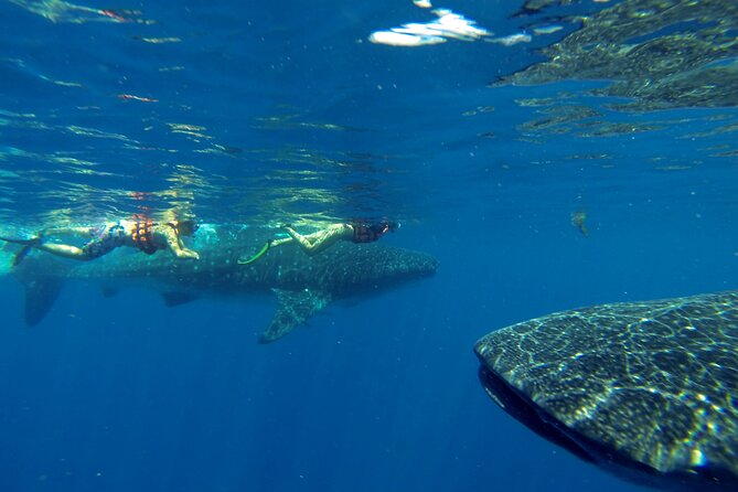 Whale Shark Encounter Full-Day all inclusive Tour from Riviera Maya - What’s included, what costs extra, and how to judge the value