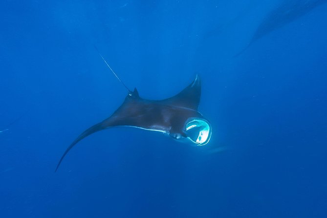 Whale Shark Encounter Full-Day all inclusive Tour from Riviera Maya - Small groups, multilingual crews, and guide names you might recognize