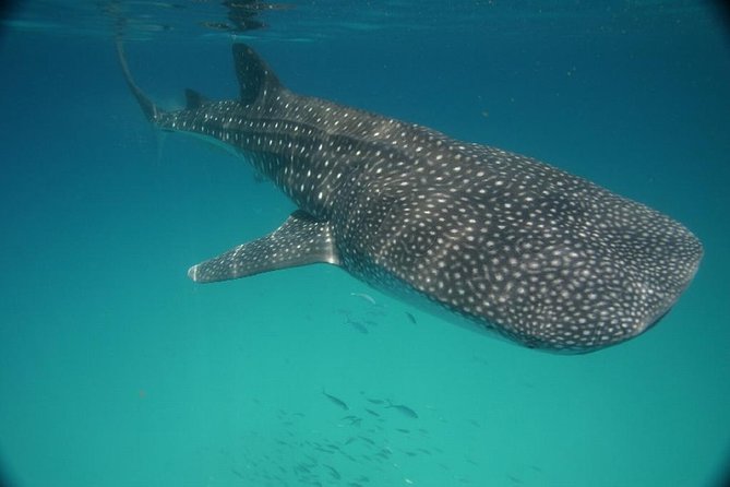 Whale Shark Encounter Full-Day all inclusive Tour from Riviera Maya - Weather dependence: when whale sharks happen, and when you need backup plans