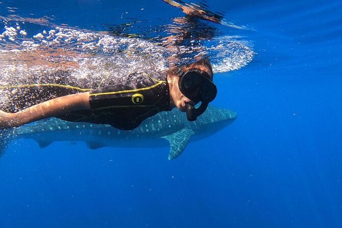 Whale Shark Encounter Full-Day all inclusive Tour from Riviera Maya - The whale-shark encounter: how the 15-minute rounds work