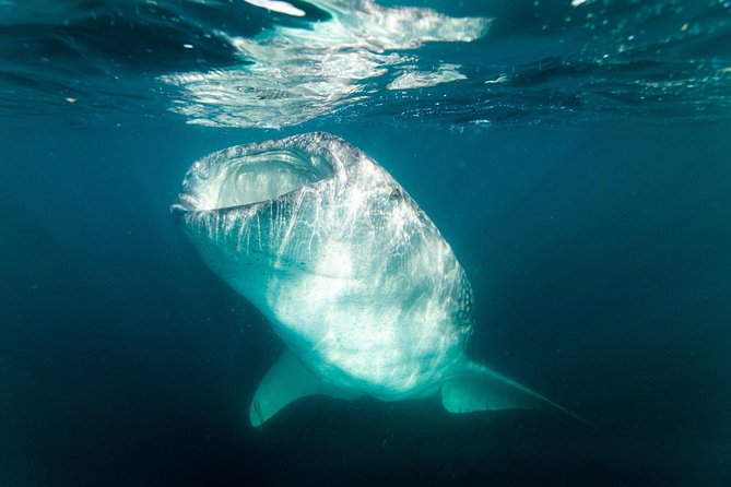 Whale Shark snorkeling tour in a reduced group with local marine biologist - The small-group setup, max attention in a limited zone