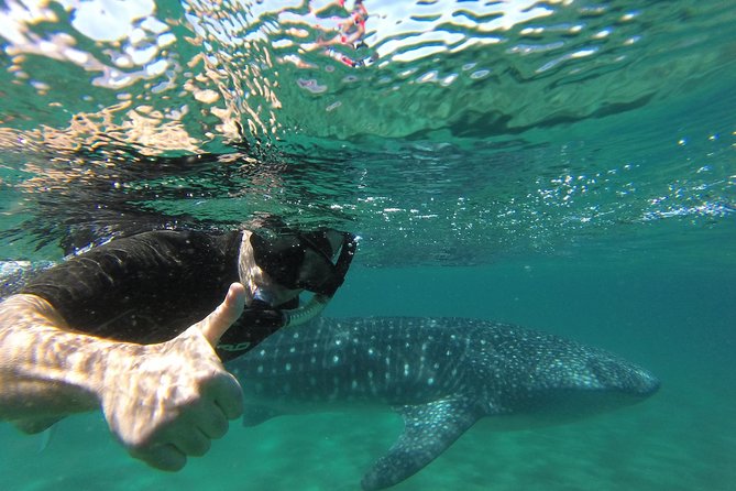 Whale Shark snorkeling tour in a reduced group with local marine biologist - Photos and videos: your memory package, sent after the tour