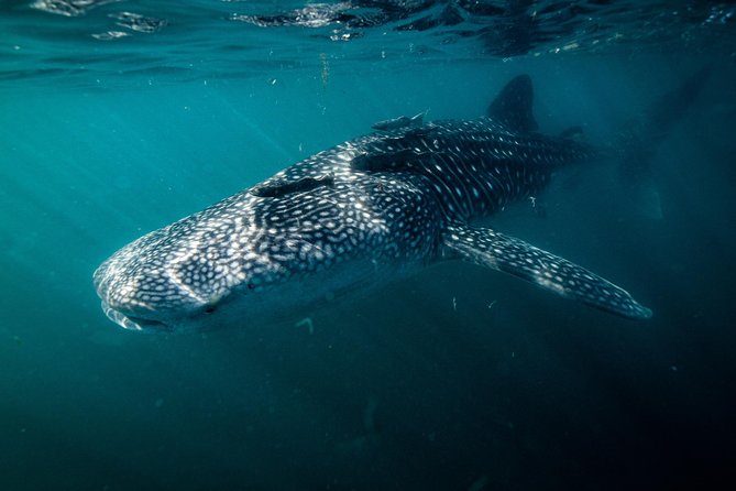 Whale Shark snorkeling tour in a reduced group with local marine biologist - What the 3-hour outing feels like, step by step