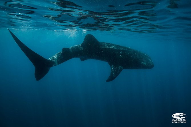Whale Shark Swimming and Isla Mujeres Beach Tour - A Morning Whale Shark Mission Out of Punta Sam