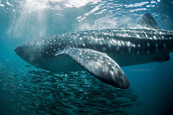 Whale Shark Swimming and Isla Mujeres Beach Tour - Isla Mujeres Playa Norte: The Perfect Soft Landing