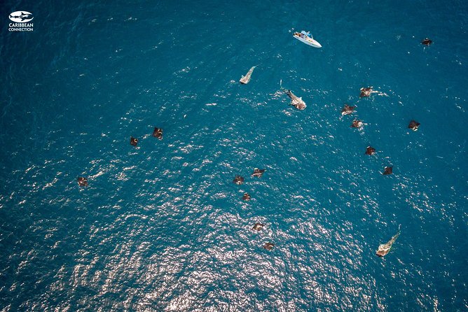 Whale Shark Swimming and Isla Mujeres Beach Tour - What About Photos and Add-Ons?