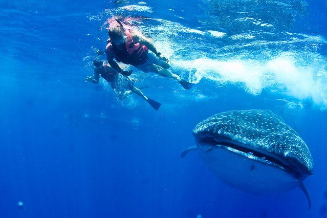 Whale Shark Swimming and Isla Mujeres Beach Tour - Your Boat Day: What Safety Looks Like in Practice