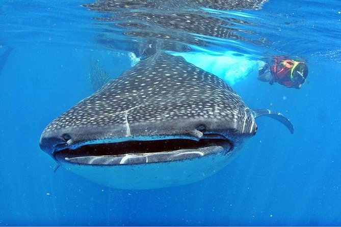 Whale Shark Tour from Cancun, Playa del Carmen, Tulum and Riviera Maya - Isla Contoy National Park: where the marine magic usually begins