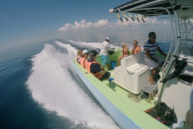 Whale Shark Tour from Cancun, Playa del Carmen, Tulum and Riviera Maya - Swimming with whale sharks: what you can realistically expect