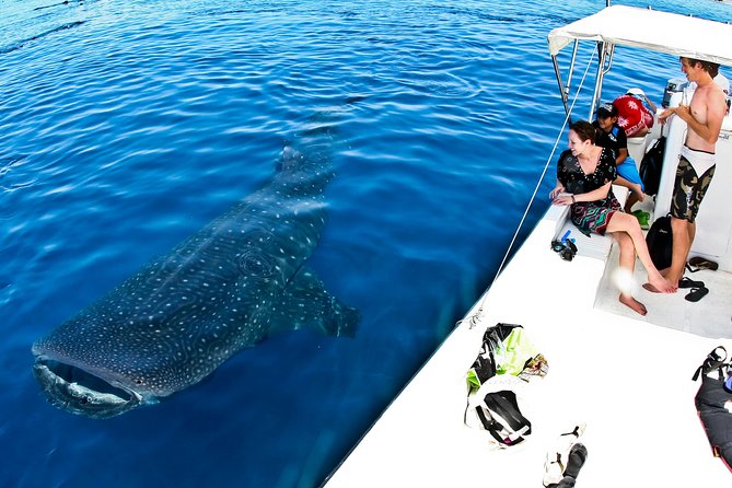 Whale Shark Tour from Cancun, Playa del Carmen, Tulum and Riviera Maya - Photos and videos: worth it if you want the proof